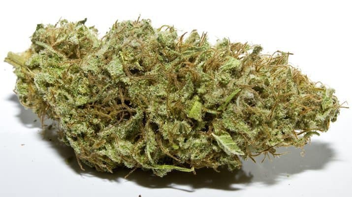 great white shark