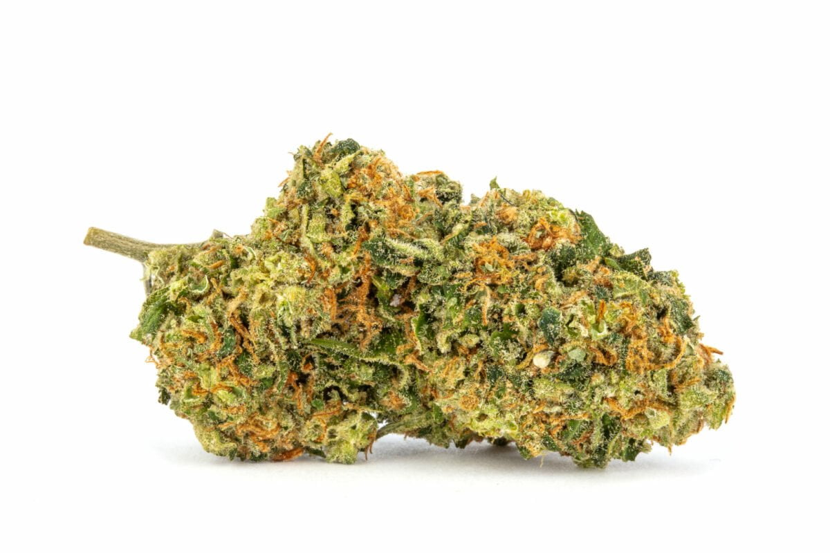 Red-congolese-strain