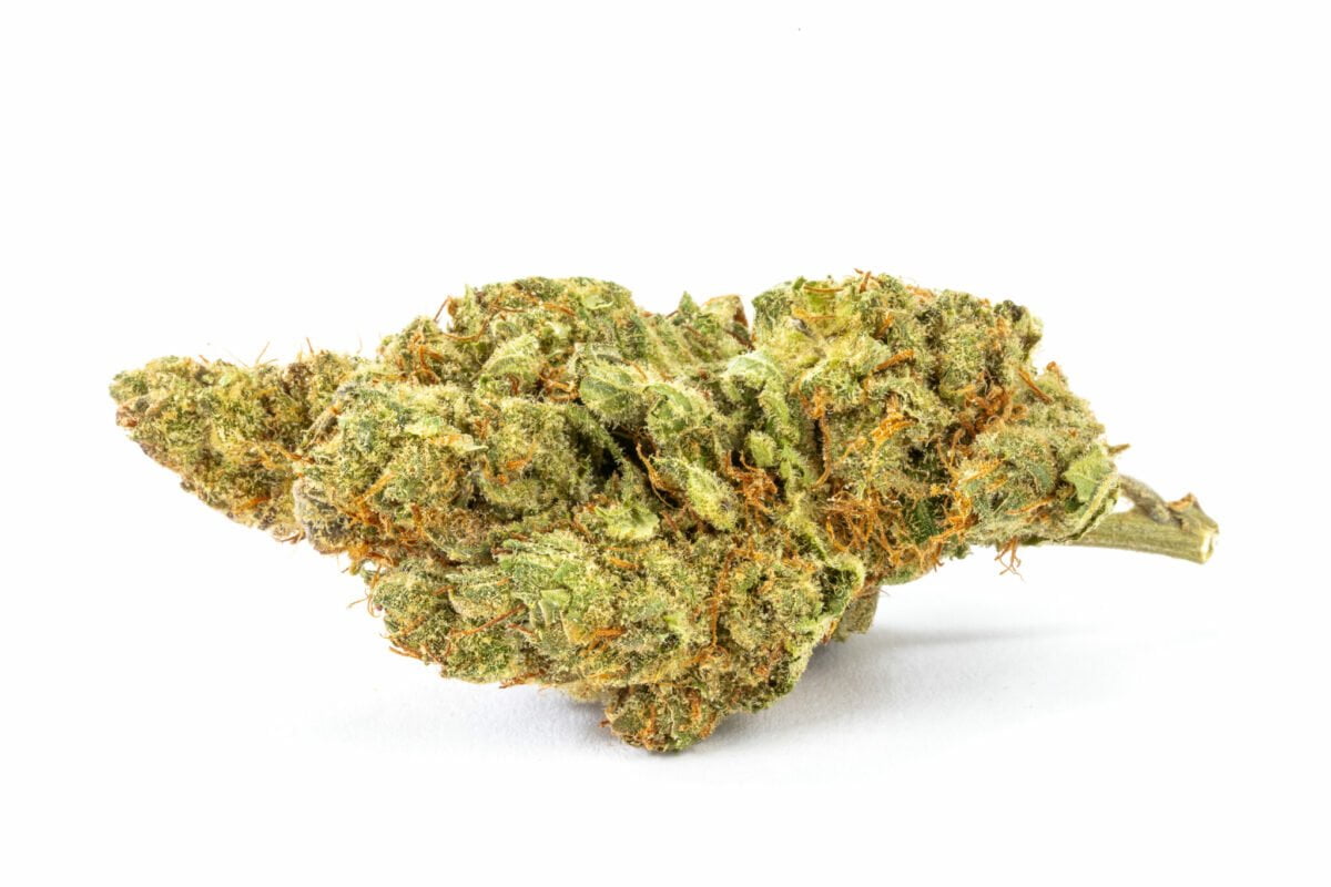 Golden Goat Strain