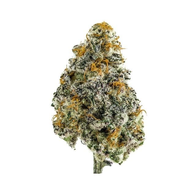 Black Lotus Strain