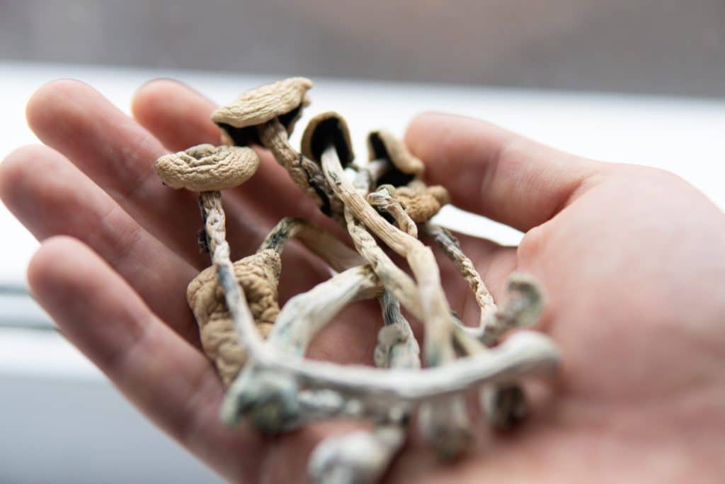 is magic mushroom legal in canada, is shrooms legal in canada, mushrooms in vancouver