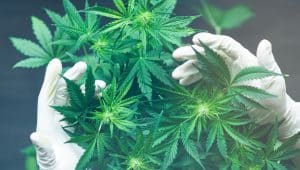 Cannabis, Cannabis in Medical, Medical benefit of Cannabis, weed, Marijuana, Cannabis Science