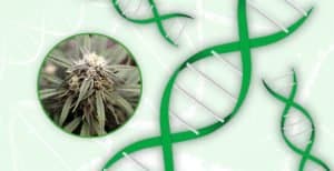Cannabis, Cannabis Breeding, Marijuana Breeding, Marijuana, Weed