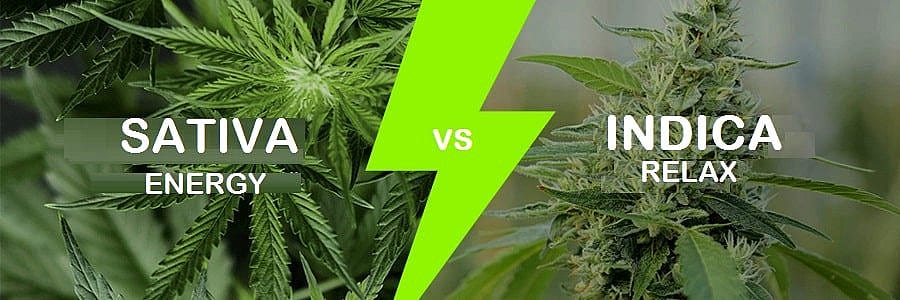 Cannabis, Sativa, Indica, Sativa VS Indica, Sativa Vs Indica, Marijuana, Weed, Cannabis Strain. Marijuana Strain