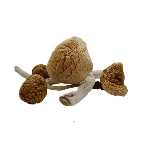 Malabar magic mushrooms , Malabar mushrooms History, Magic Mushrooms, Malabar magic mushrooms History
