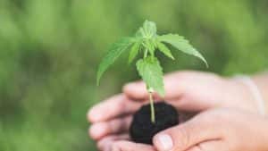 Cannabis Home grow, Cannabis home planting, Cannabis Growing, TOB Cannabis, Cannabis plan in Bucket, Cannabis Bucket growing Method, Germinate, Germinate Cannabis