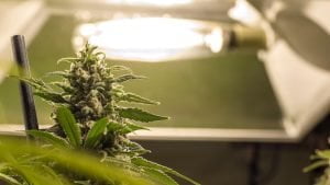 Cannabis Home grow, Cannabis home planting, Cannabis Growing, TOB Cannabis, Cannabis plan in Bucket, Cannabis Bucket growing Method